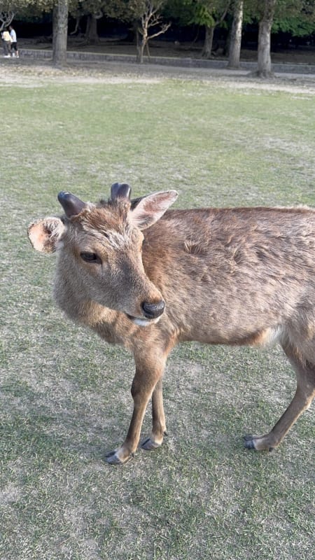 奈良鹿 神戸 買取 金 ララルー